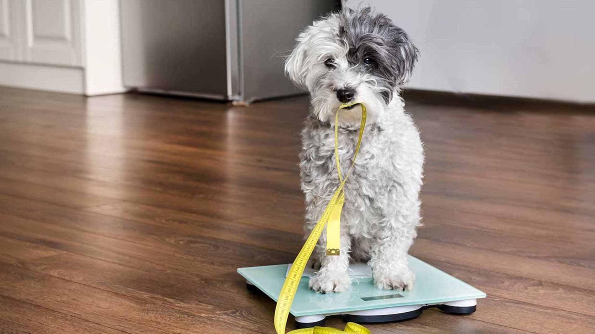 perros sobrepeso problema obesidad