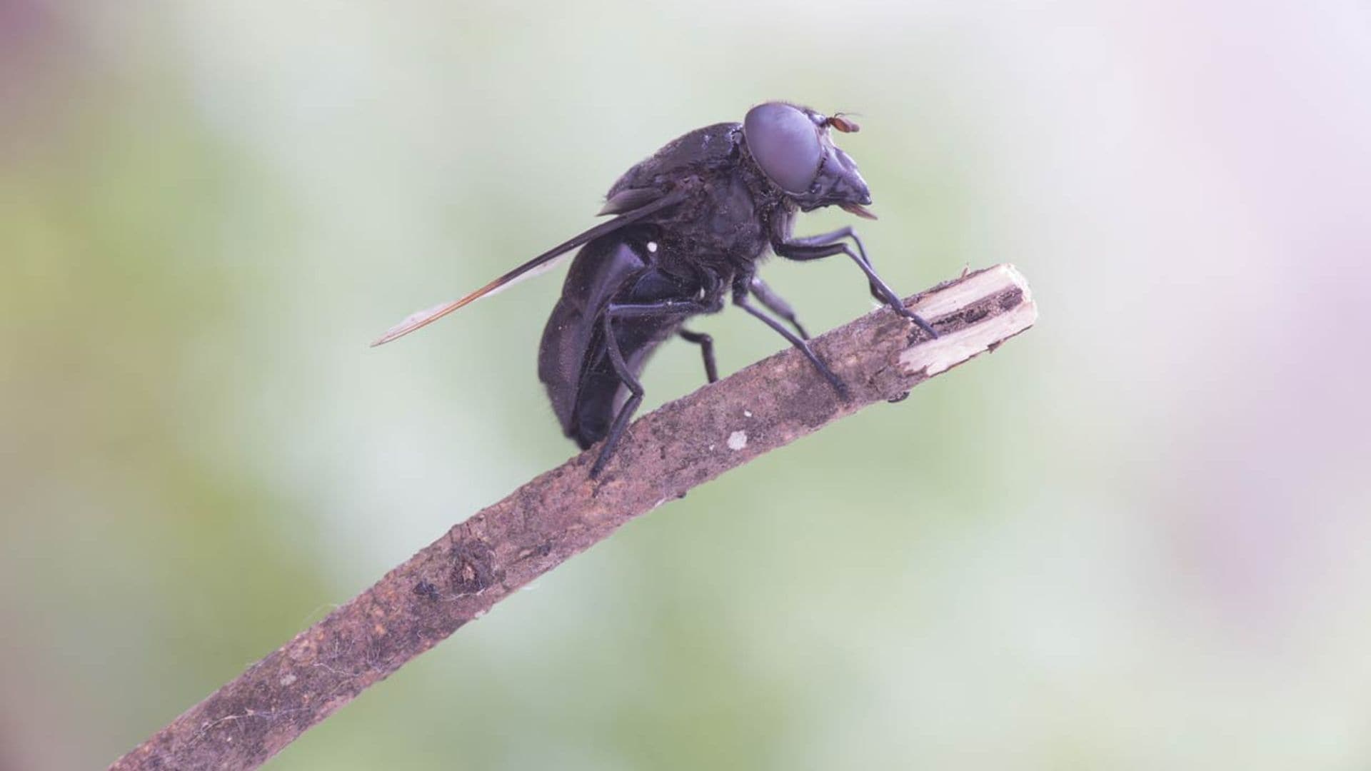 Cómo evitar la temida mordedura de la mosca negra