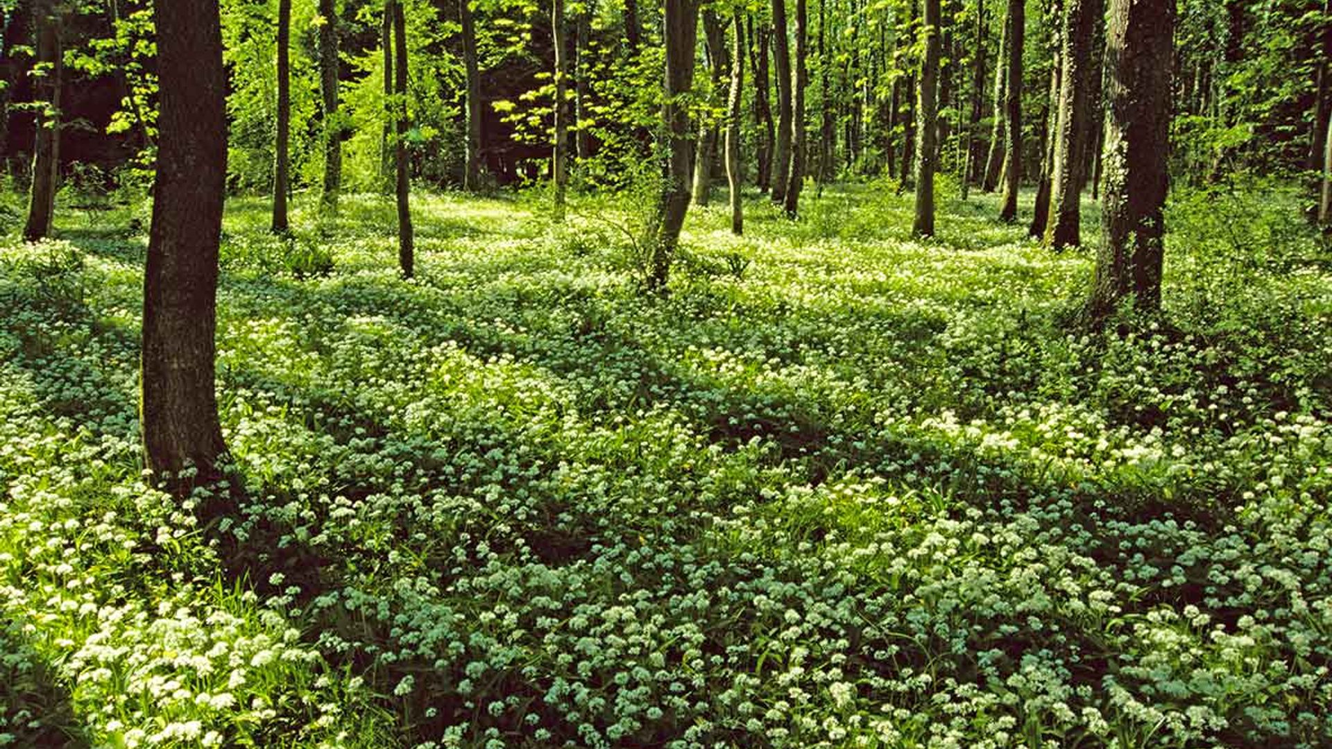 Encuentran a un niño de tres años que estuvo desaparecido por dos días en un bosque