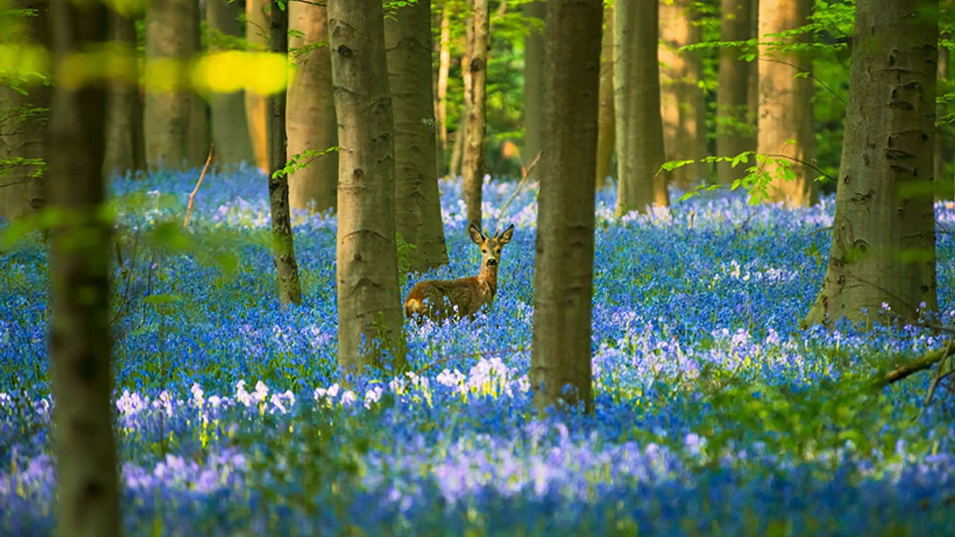 Un bosque azul de cuento de hadas para esta primavera