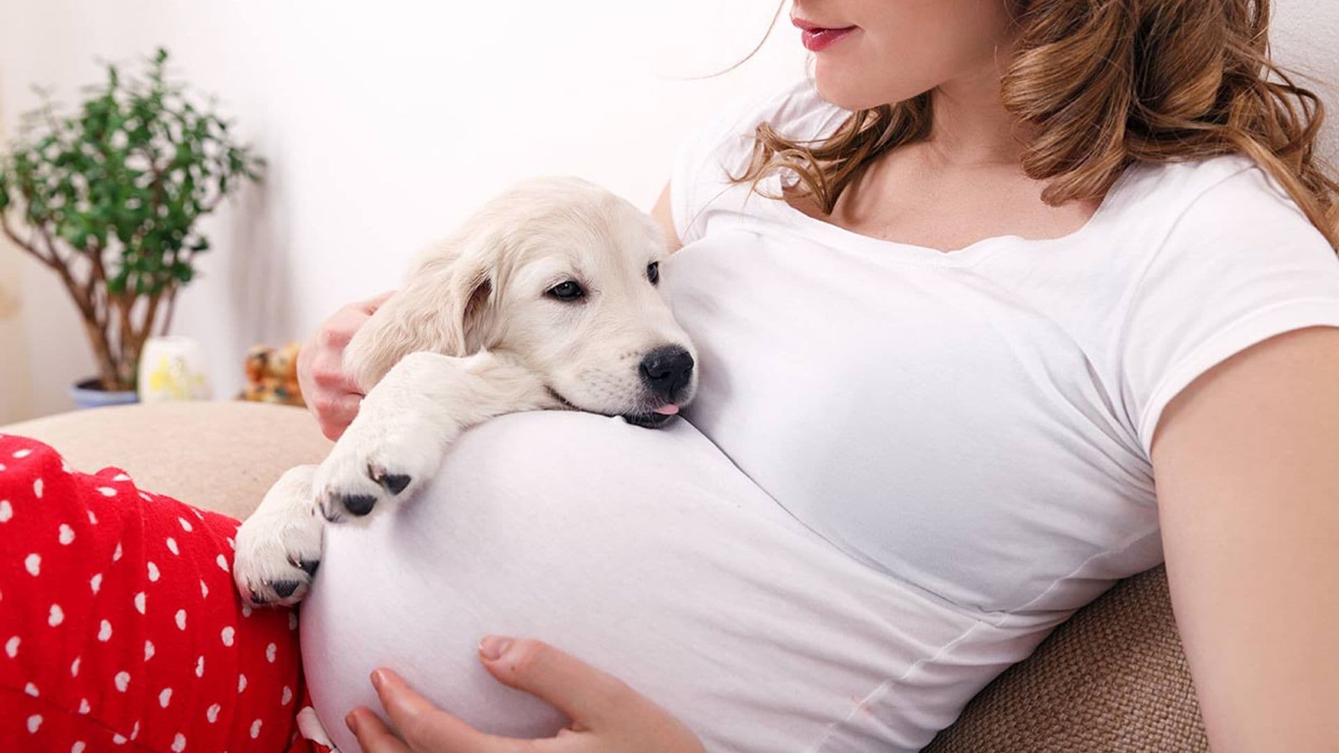 beneficios y temores tener perro gato embarazo