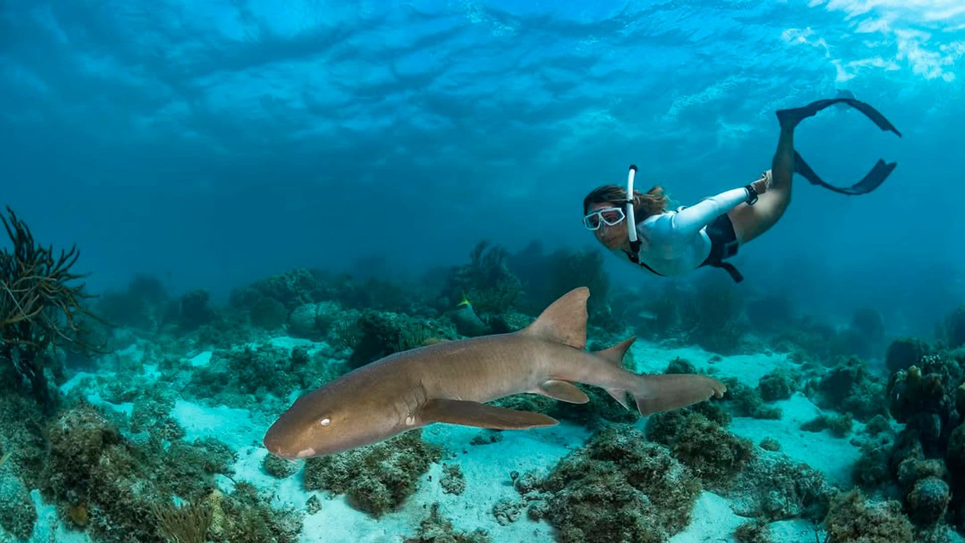 Hablamos con Gádor Muntaner, bióloga española​ y experta en tiburones: 'Cualquier mujer que, como yo, se quiera dedicar al mar que lo haga, no hay que ponerse ningún tipo de límite'