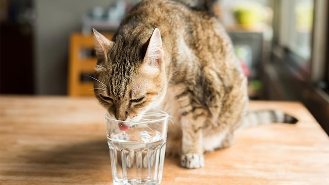 gato no bebe agua