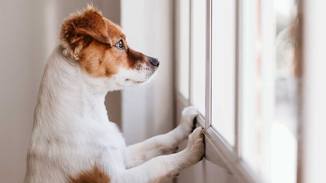 perros sin  paseos