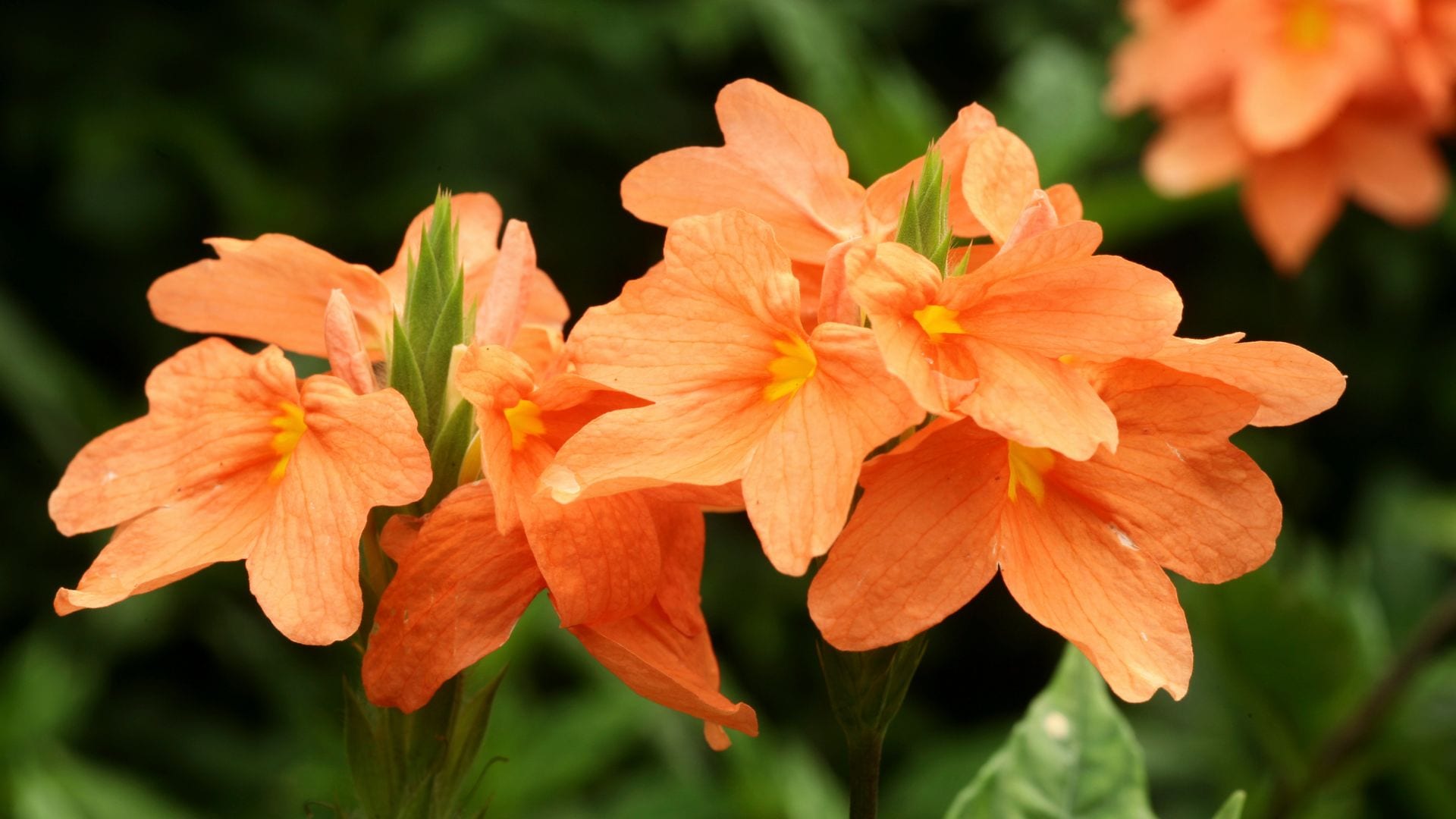 'Crossandra': cómo cultivar esta espectacular flor anaranjada en casa o en el jardín