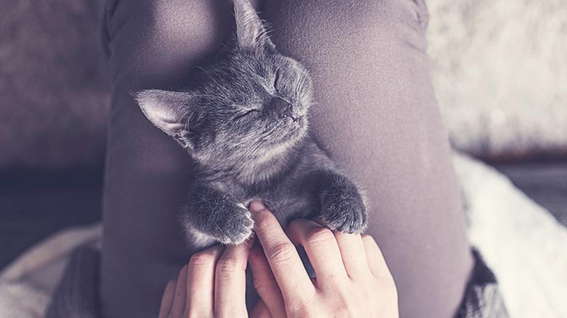 Descubre si tu gato es feliz