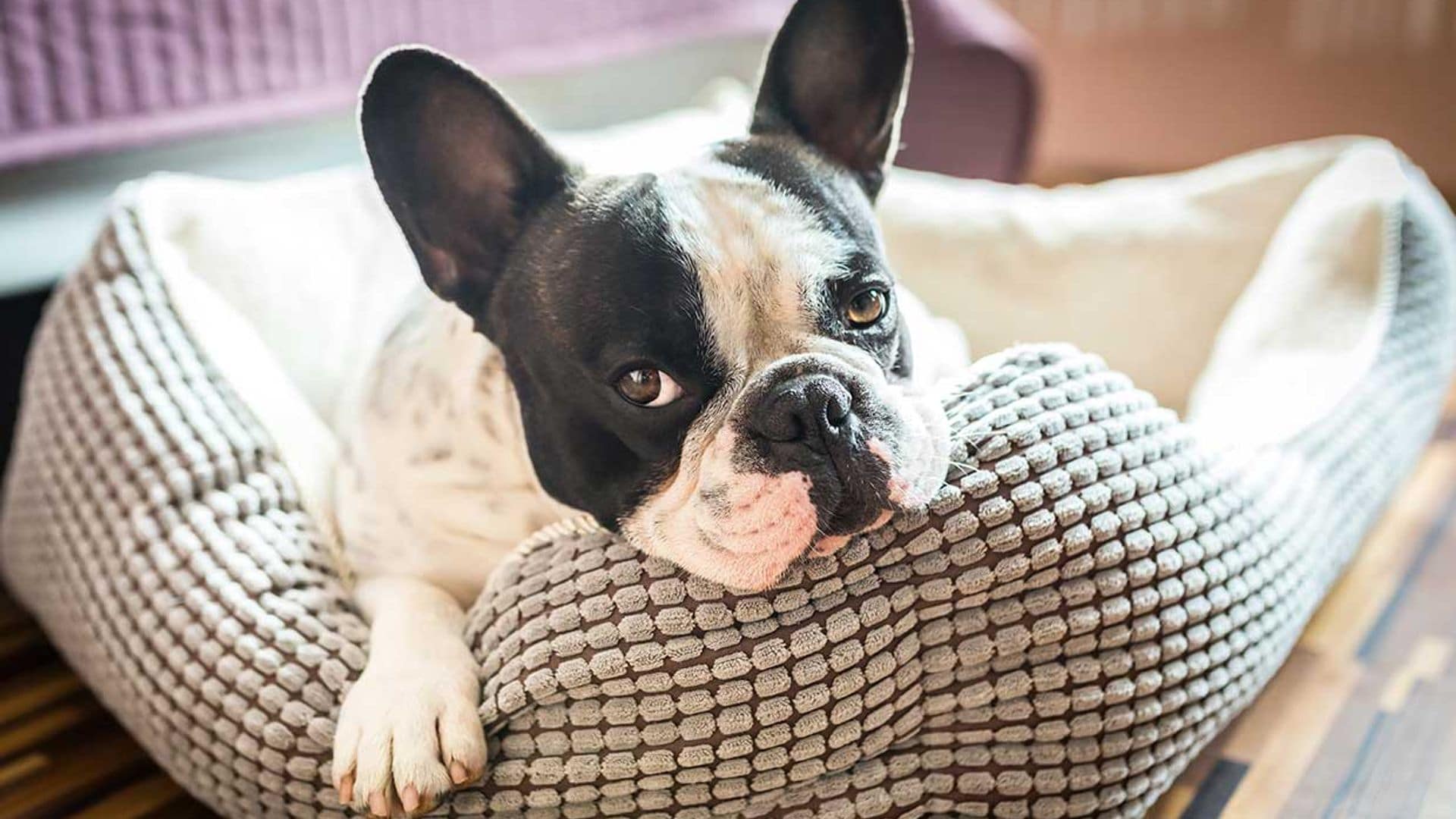 Trucos para mitigar la soledad de tu mascota frente a tu vuelta al trabajo