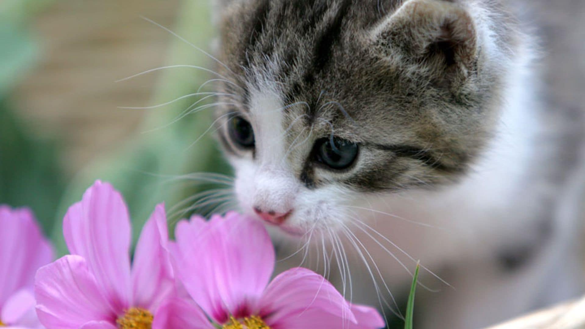 Si tienes gatos… cuidado con las plantas que tienes en casa