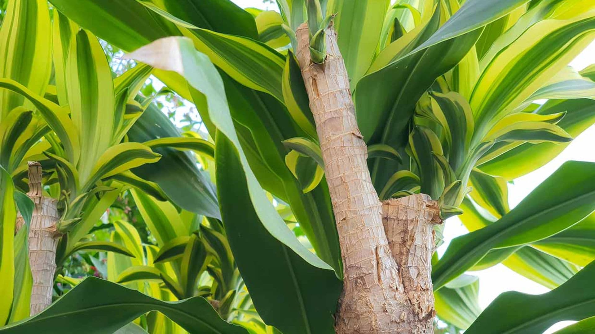 Tronco de Brasil, una planta tropical que no te exigirá demasiados cuidados