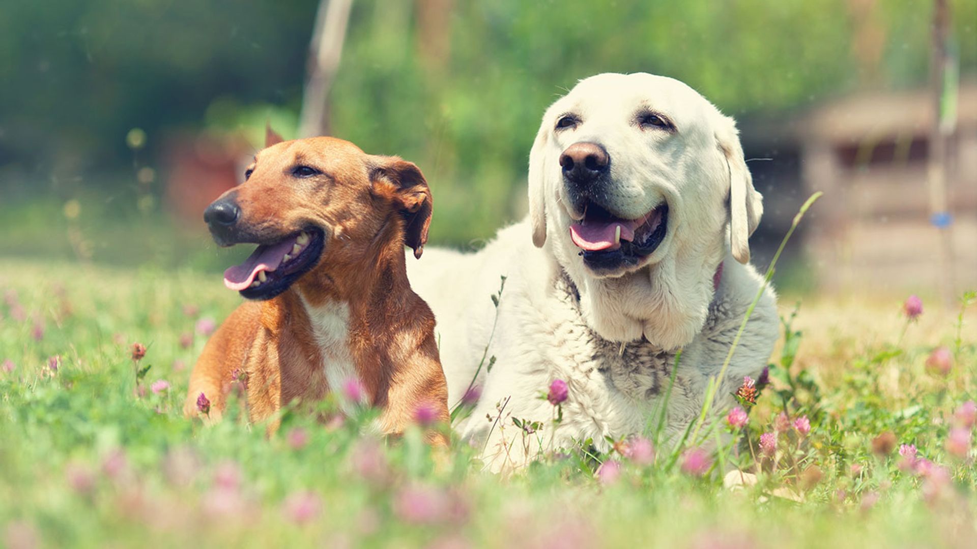 Una nueva fórmula para calcular 'los años humanos' de tu perro