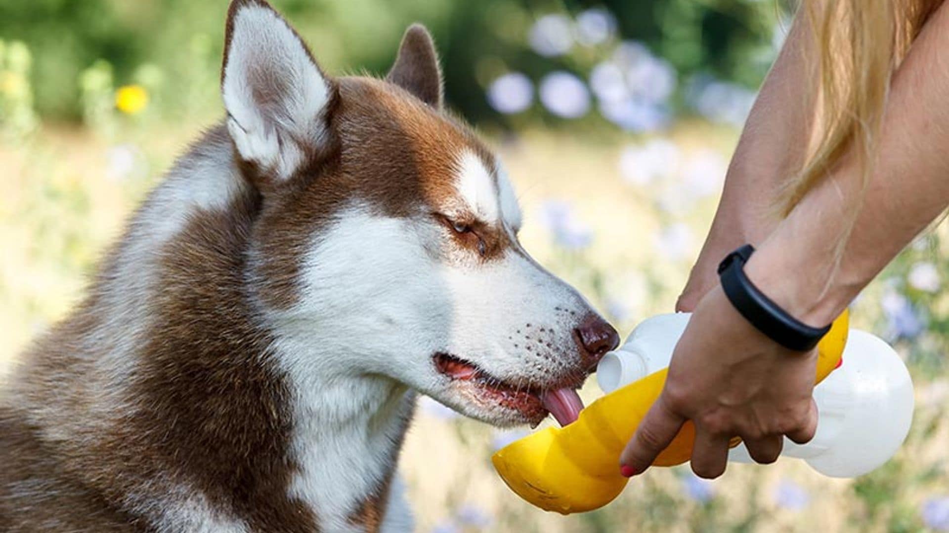 Si quieres que tu mascota no pase calor, toma nota de estos accesorios y juguetes