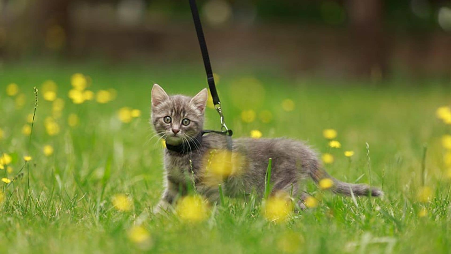 ¿Tu gato necesita salir a pasear contigo?