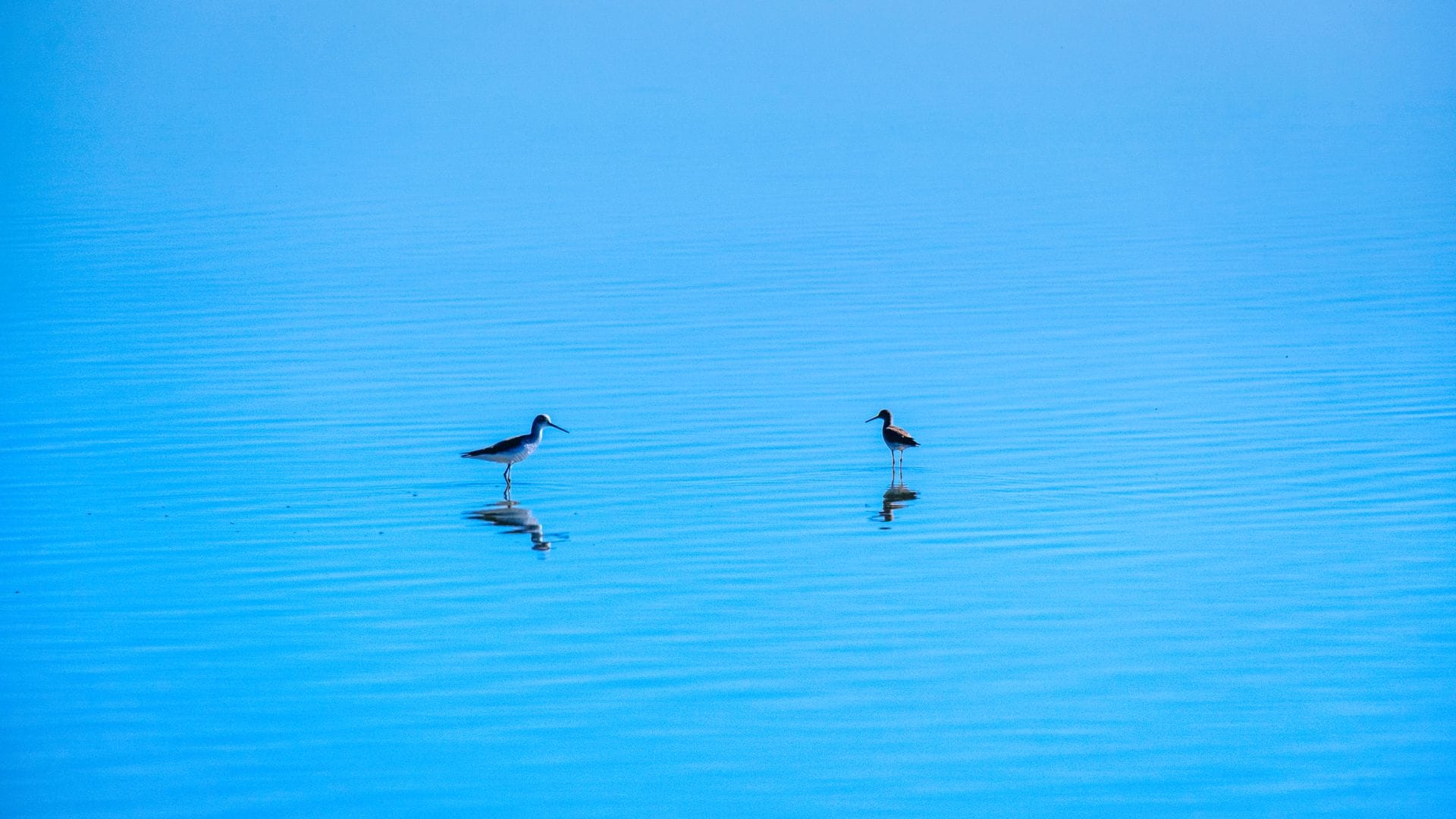 Pareja de aves en el delta del Ebro