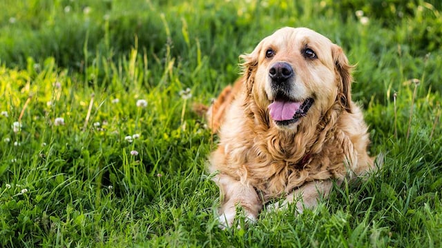 aprender perros ancianos efecto positividad