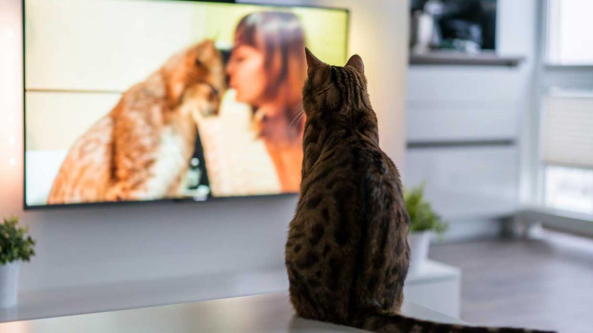 ¿Qué ve tu perro o gato cuando mira a la tele?