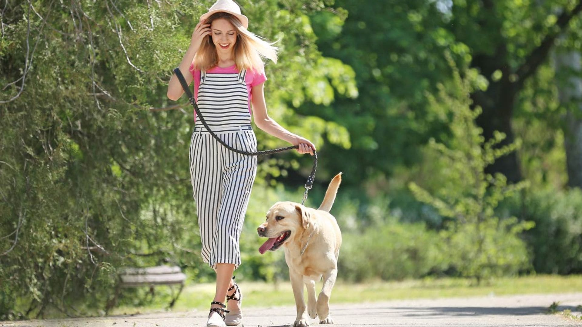 ¿Te podrían multar por no limpiar la orina de tu perro en tu destino de vacaciones?