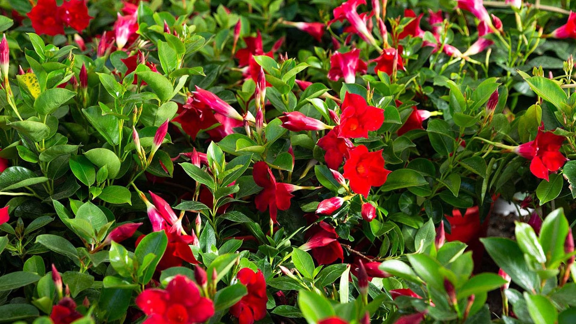 Dipladenia o mandevilla, una planta trepadora con flor para el jardín o el interior