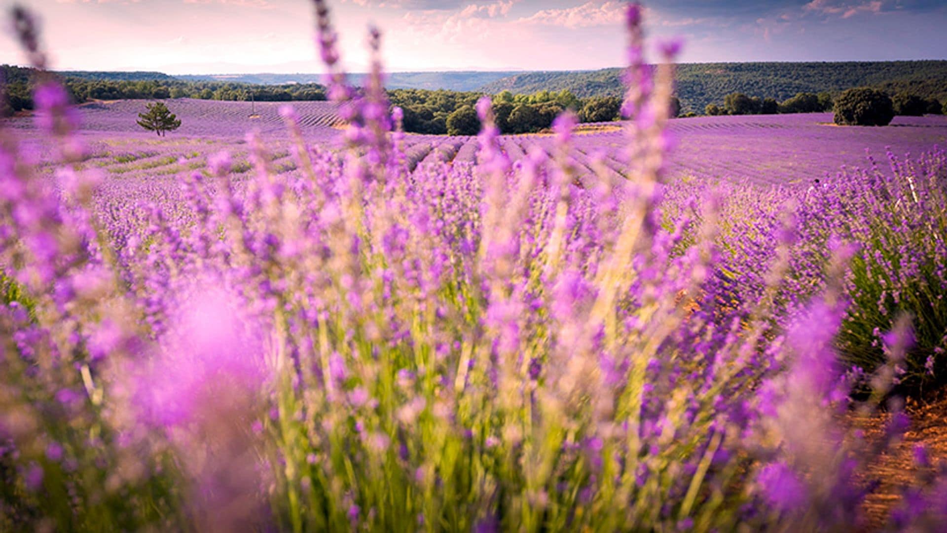 No es la Provenza, son los campos de lavanda de Brihuega