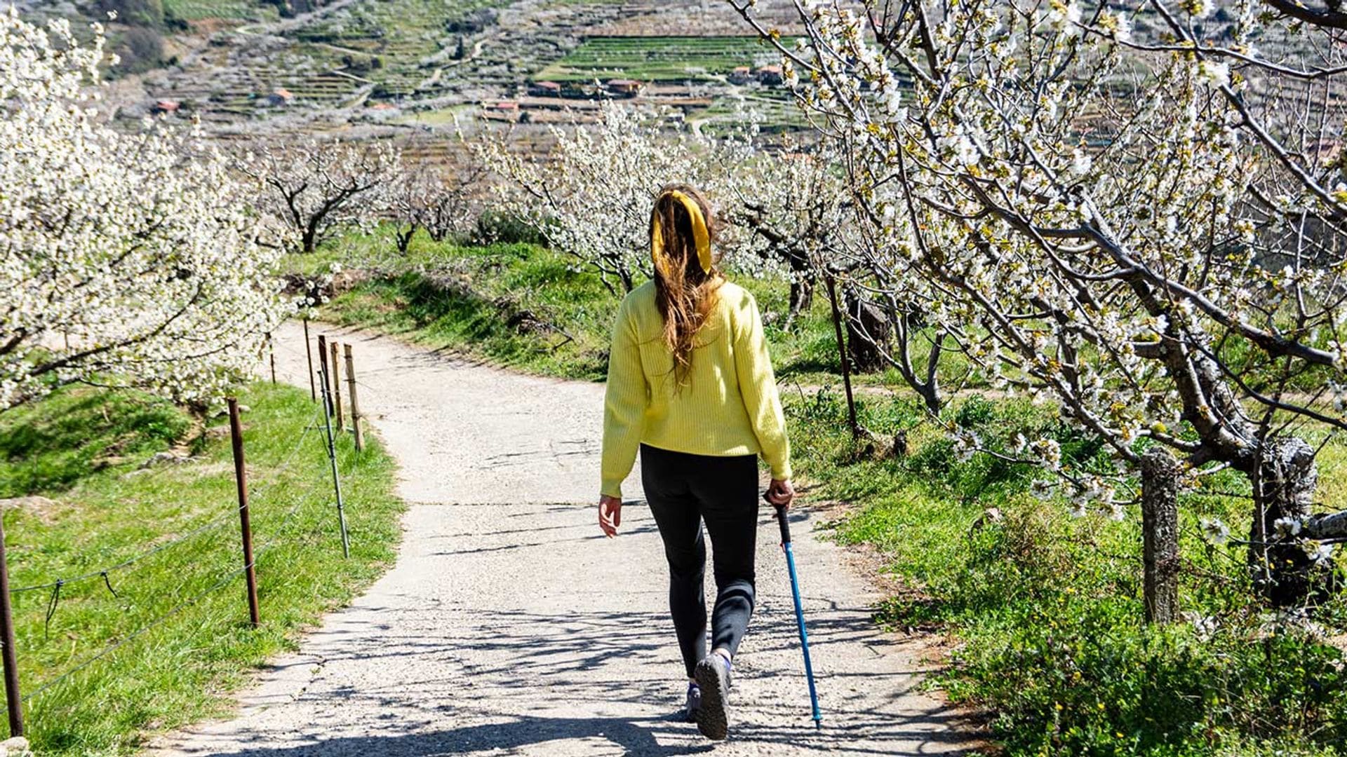 Semana Santa entre los cerezos en flor del Valle del Jerte