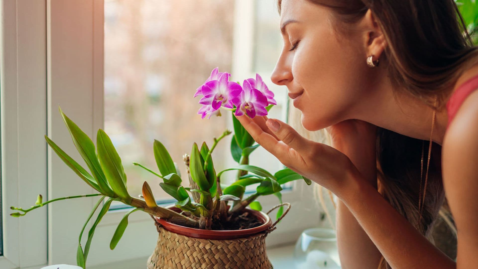 El poder de las flores para aliviar el estrés, la ansiedad y la tristeza