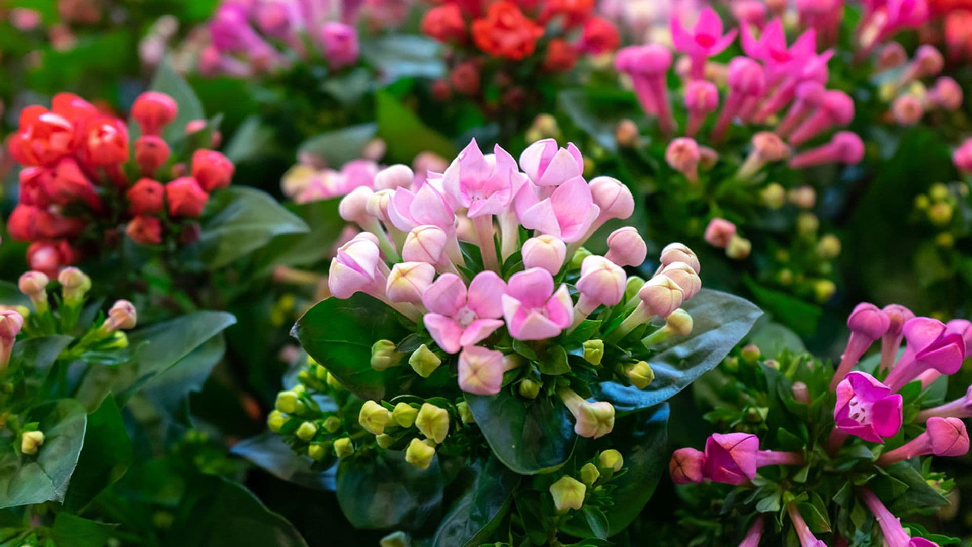 Kalanchoe, una planta suculenta muy especial y fácil de cultivar