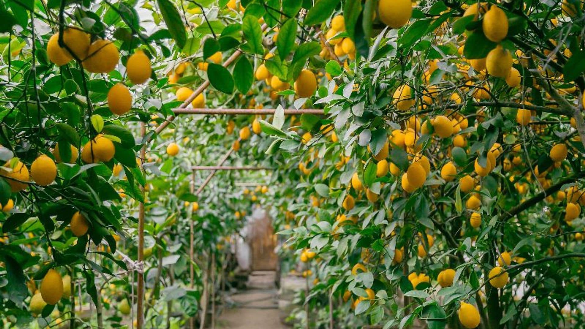 Estos son los mejores árboles para decorar tu jardín