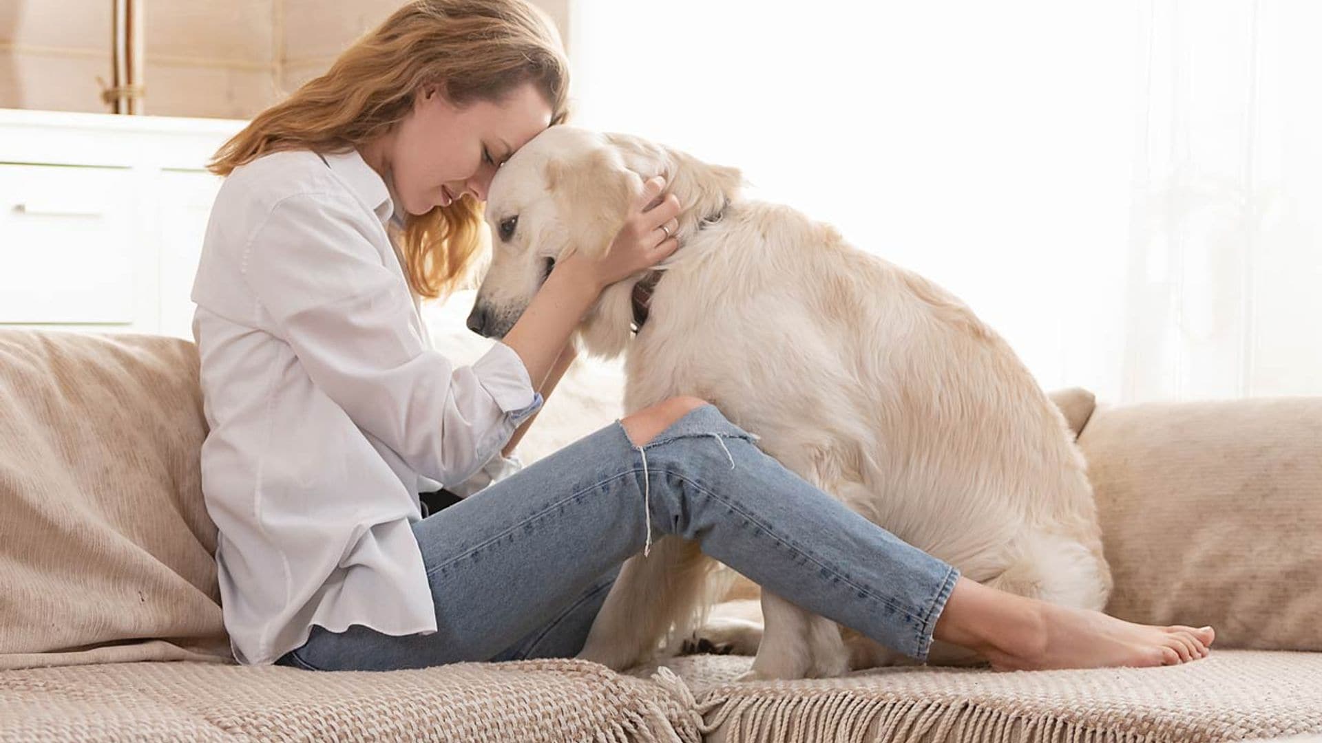 ¿Podemos saber cuánto tiempo tardaría tu perro en olvidarte?