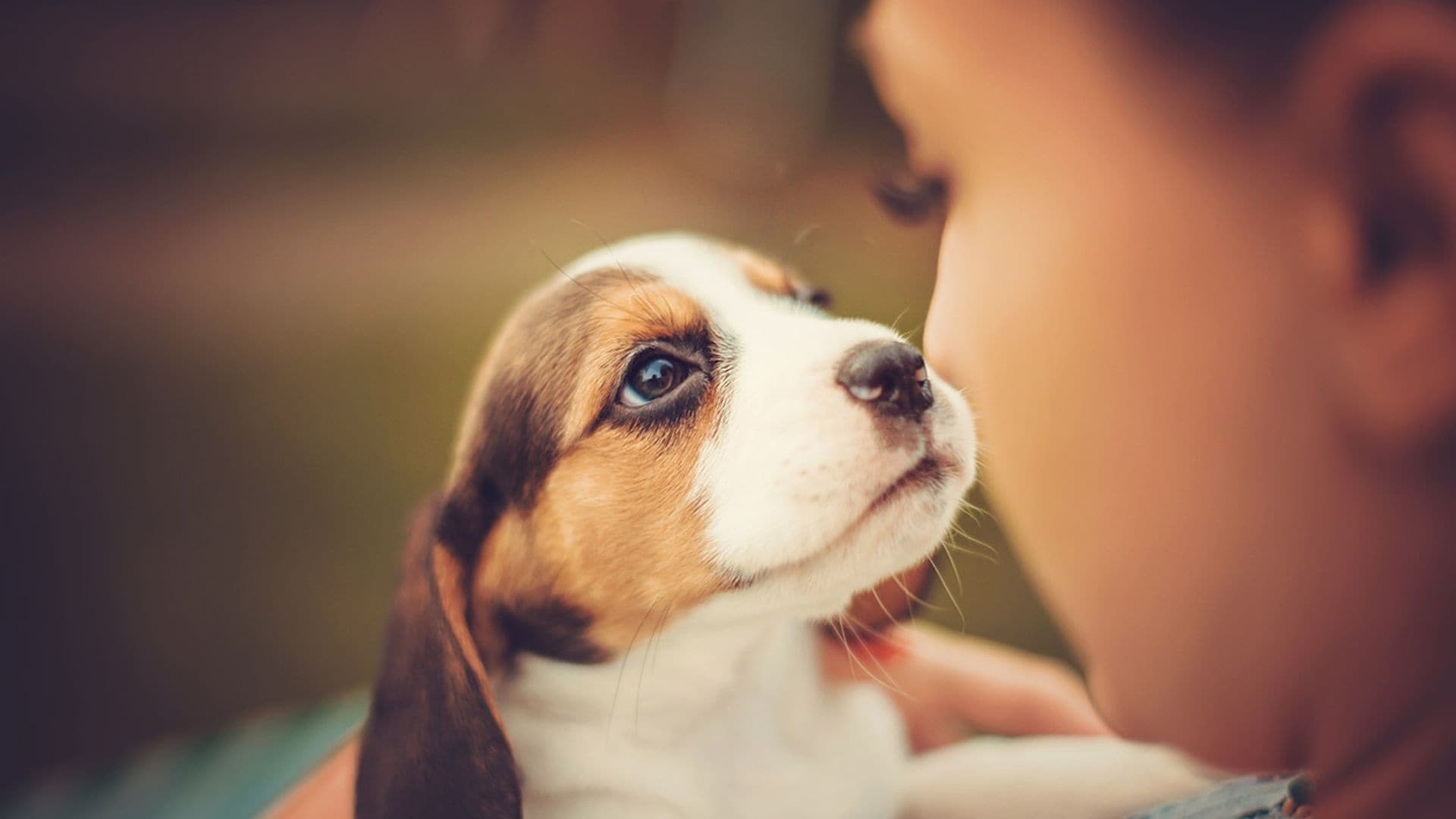 Qué debes tener en cuenta si vas a dejar a tu mascota con otra persona en vacaciones