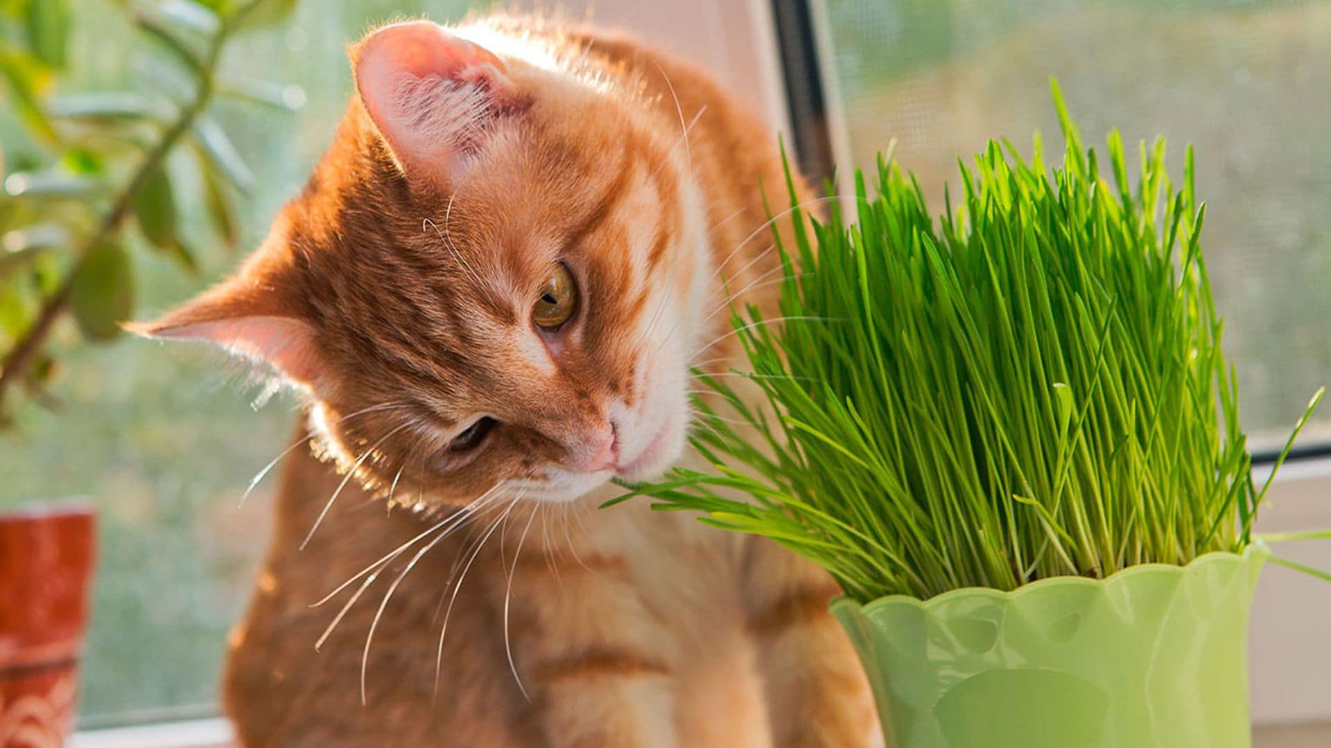 Qué plantas de interior elegir si tienes mascotas en casa y cuáles deberías evitar