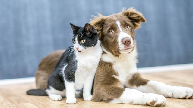 perro gato juntos