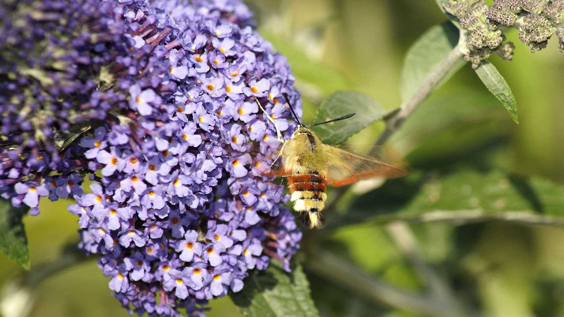 ¿Sabes cuáles son las plantas que atraen a tu jardín a los insectos polinizadores?