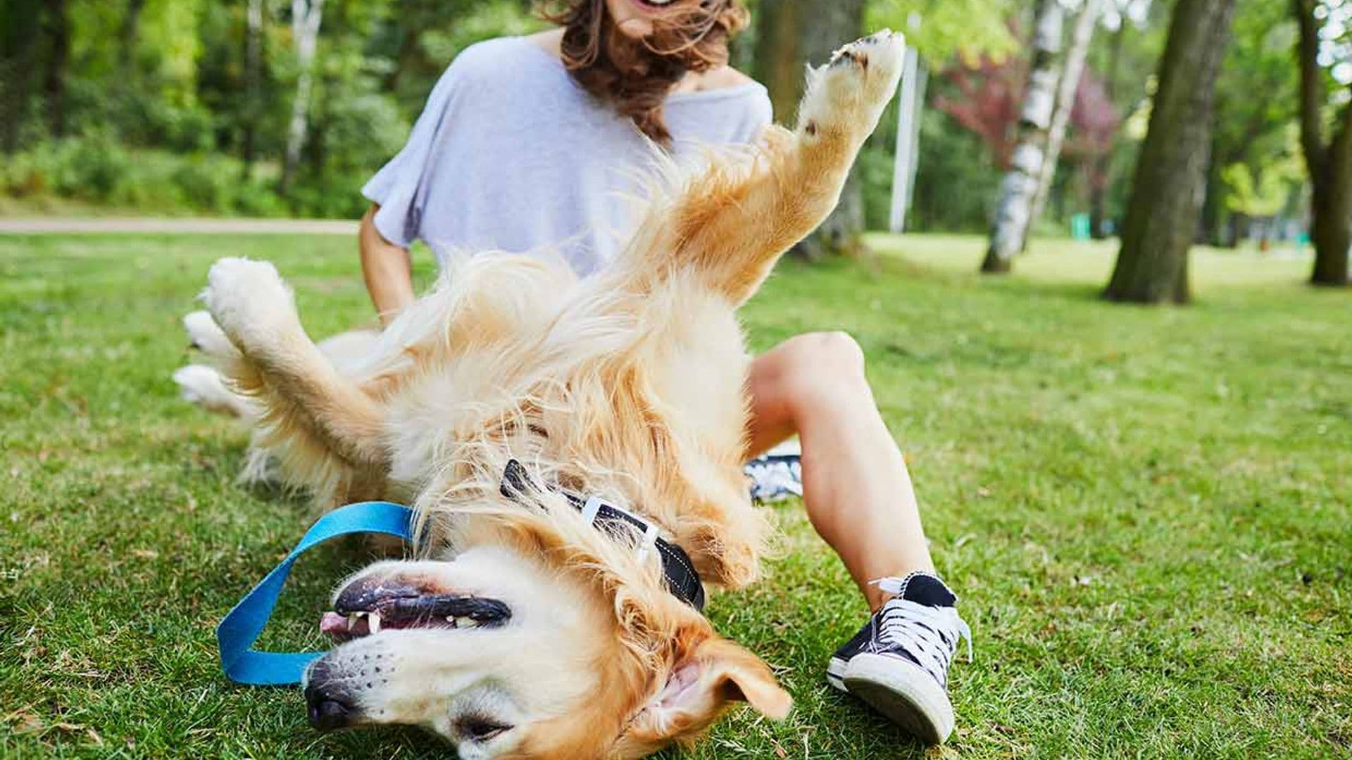 ¿Crees que a tu perro le gustan las cosquillas?