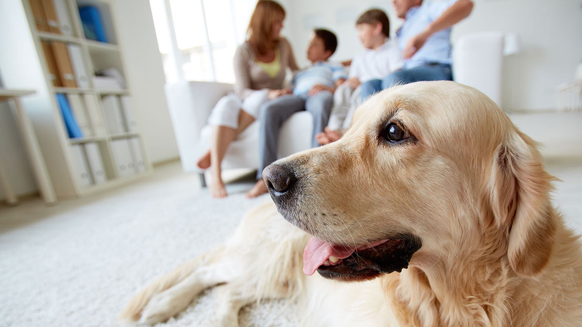 Consejos para cuidar de tu perro cuando ya es anciano