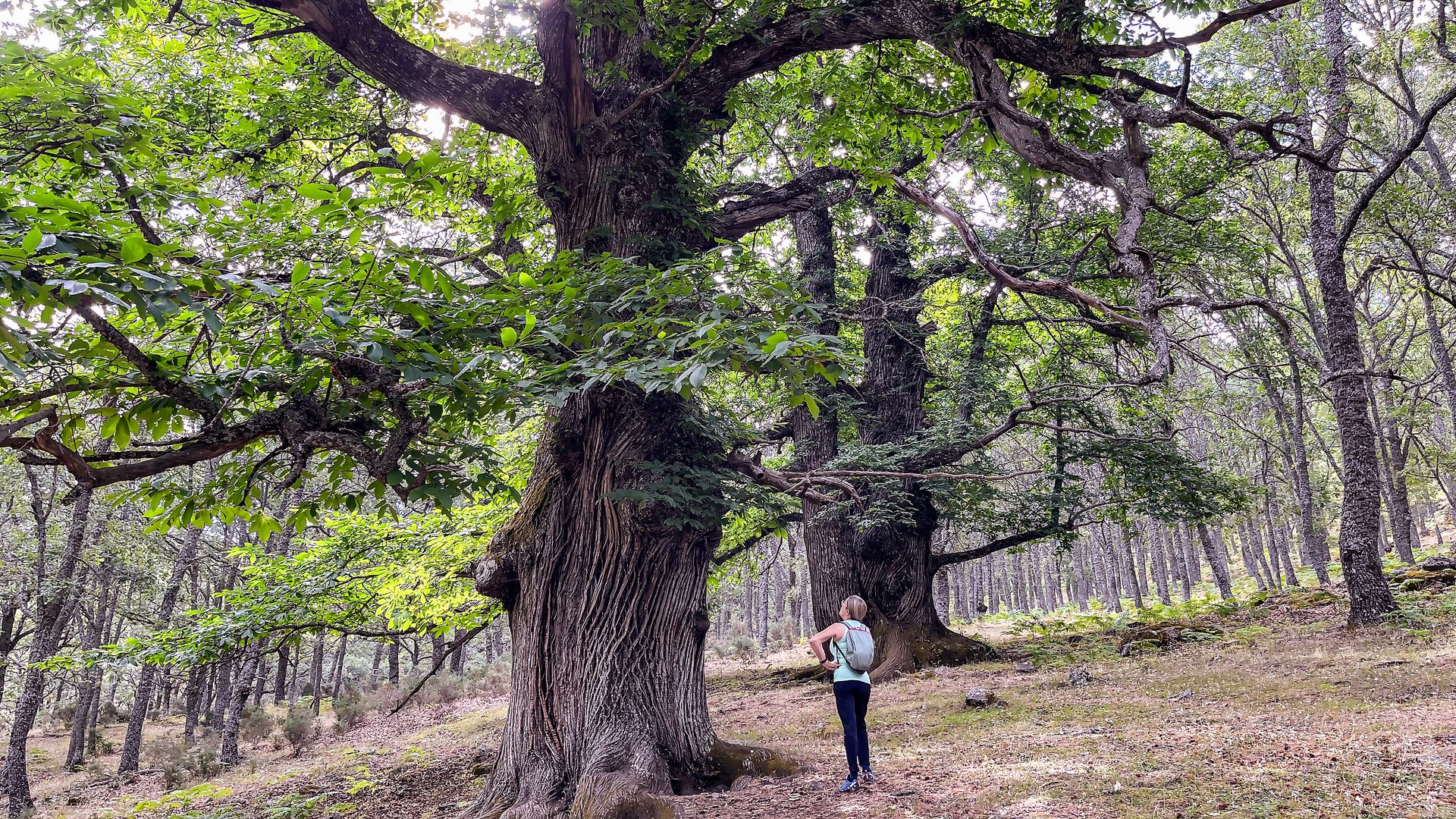 ¡Sumérgete en el otoño! Senderismo por los castañares más espectaculares de España