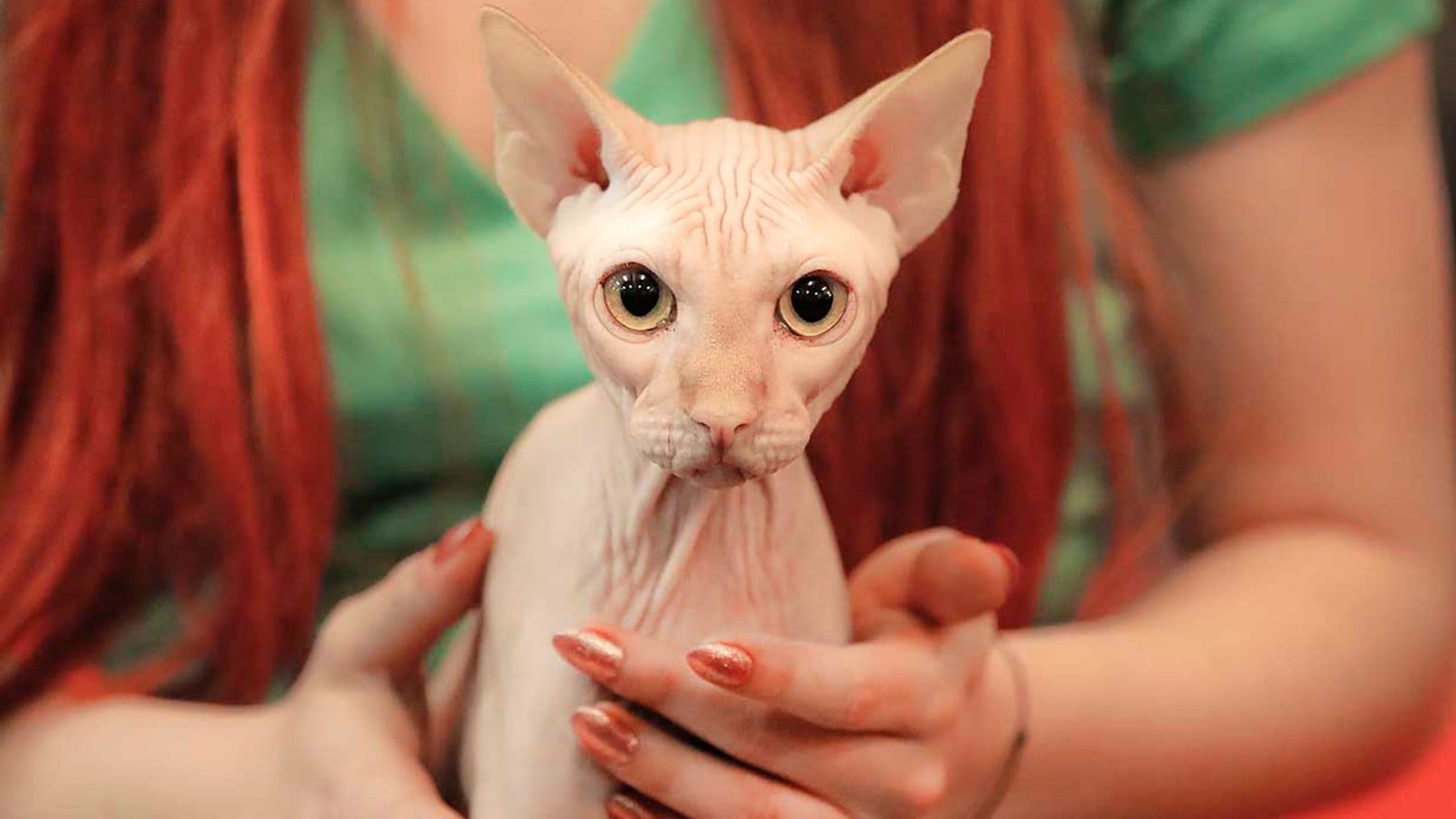 Xherdan, el gato más 'arrugadito' del mundo se convierte en viral