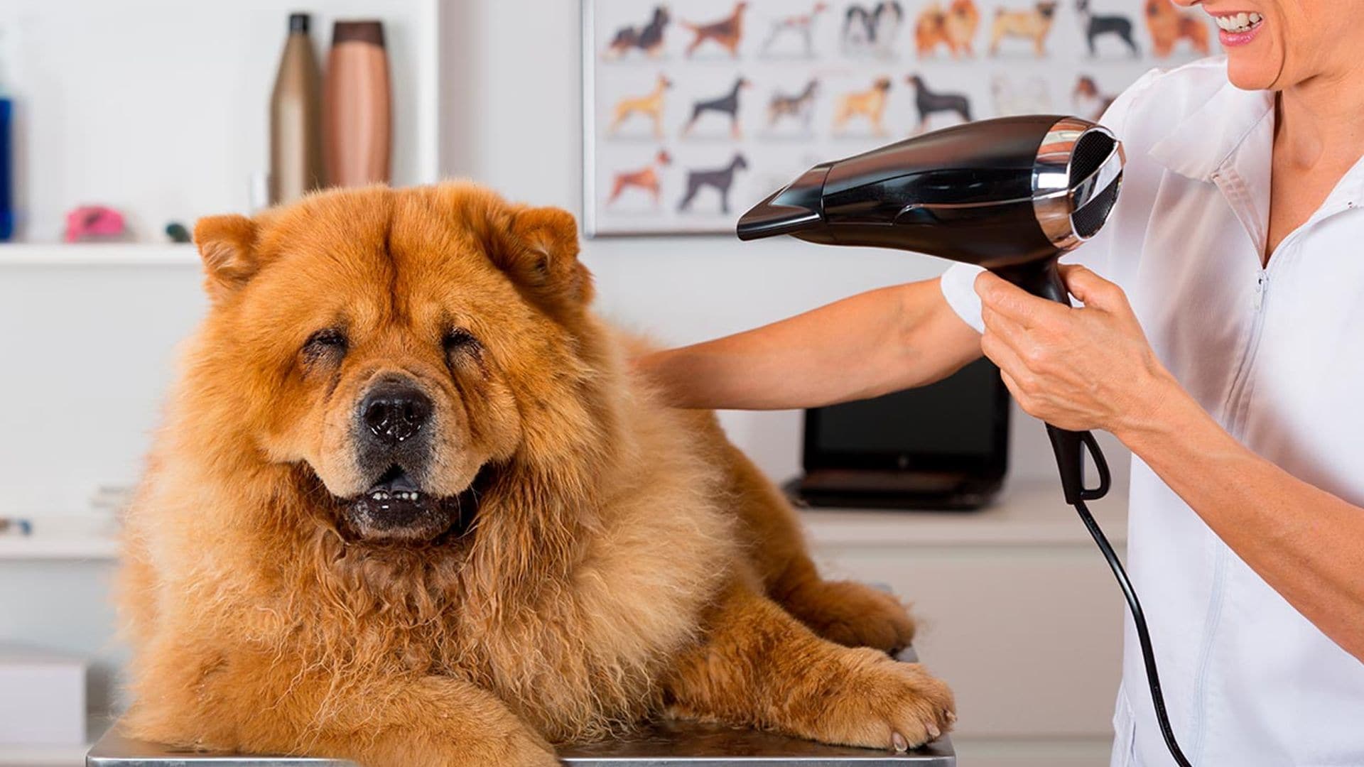 No a todos los perros se les debe cortar el pelo