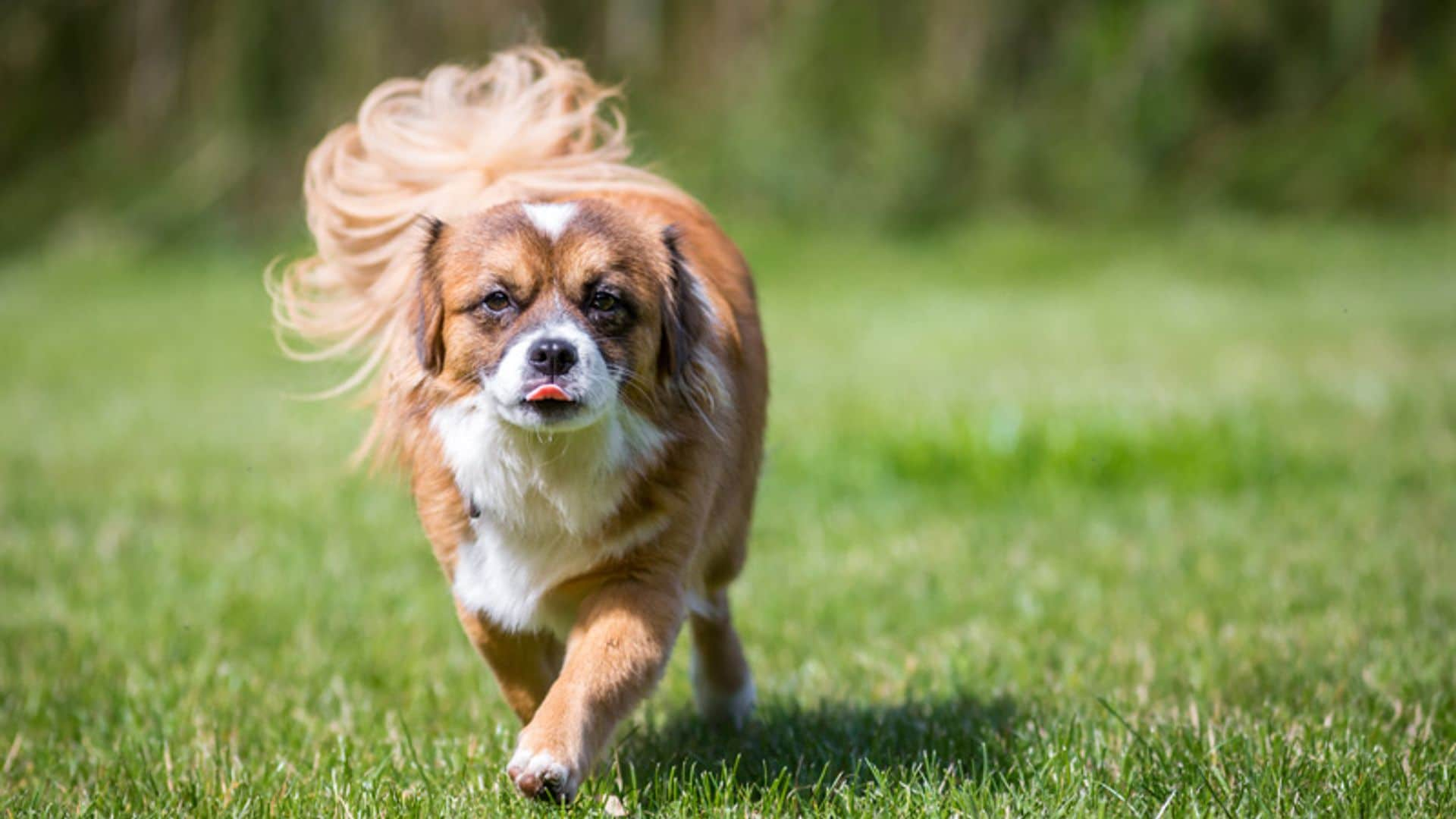 Cómo evitar que tu perro sufra con las altas temperaturas del verano