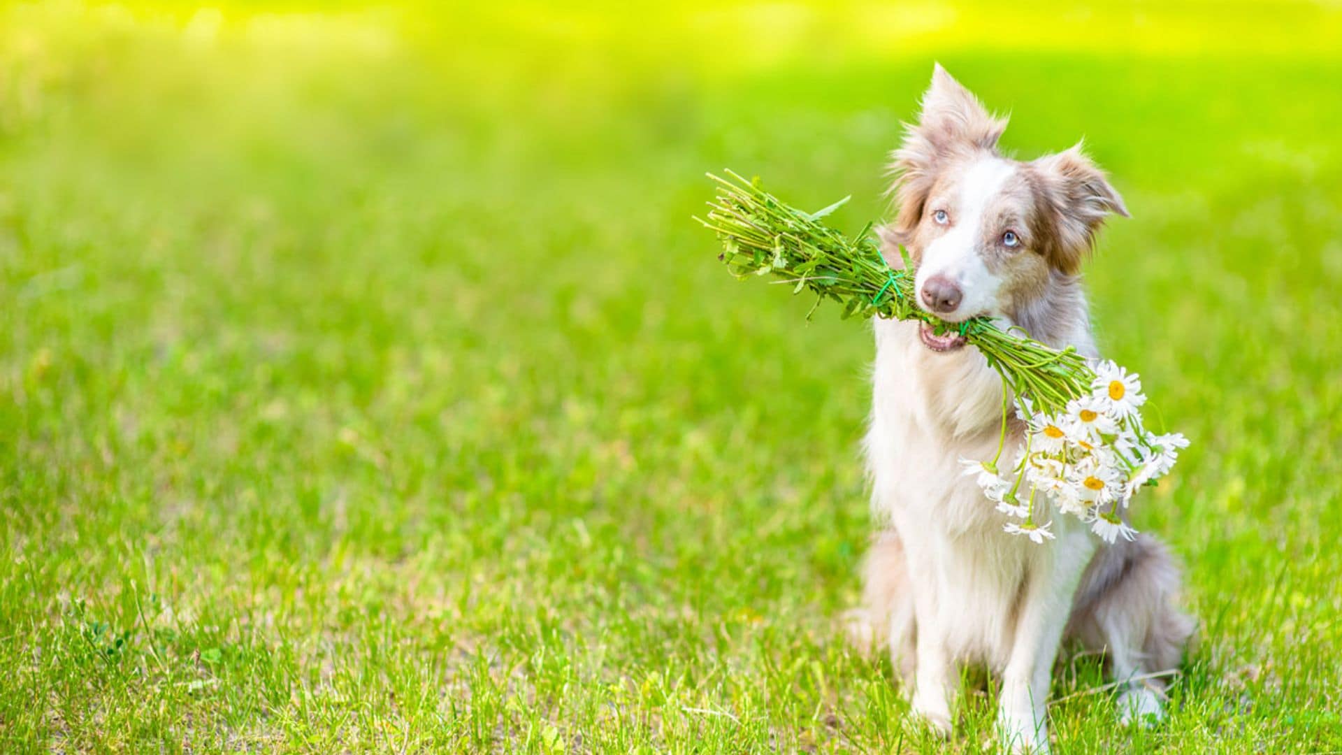 Plantas medicinales y remedios que pueden ayudar a nuestras mascotas