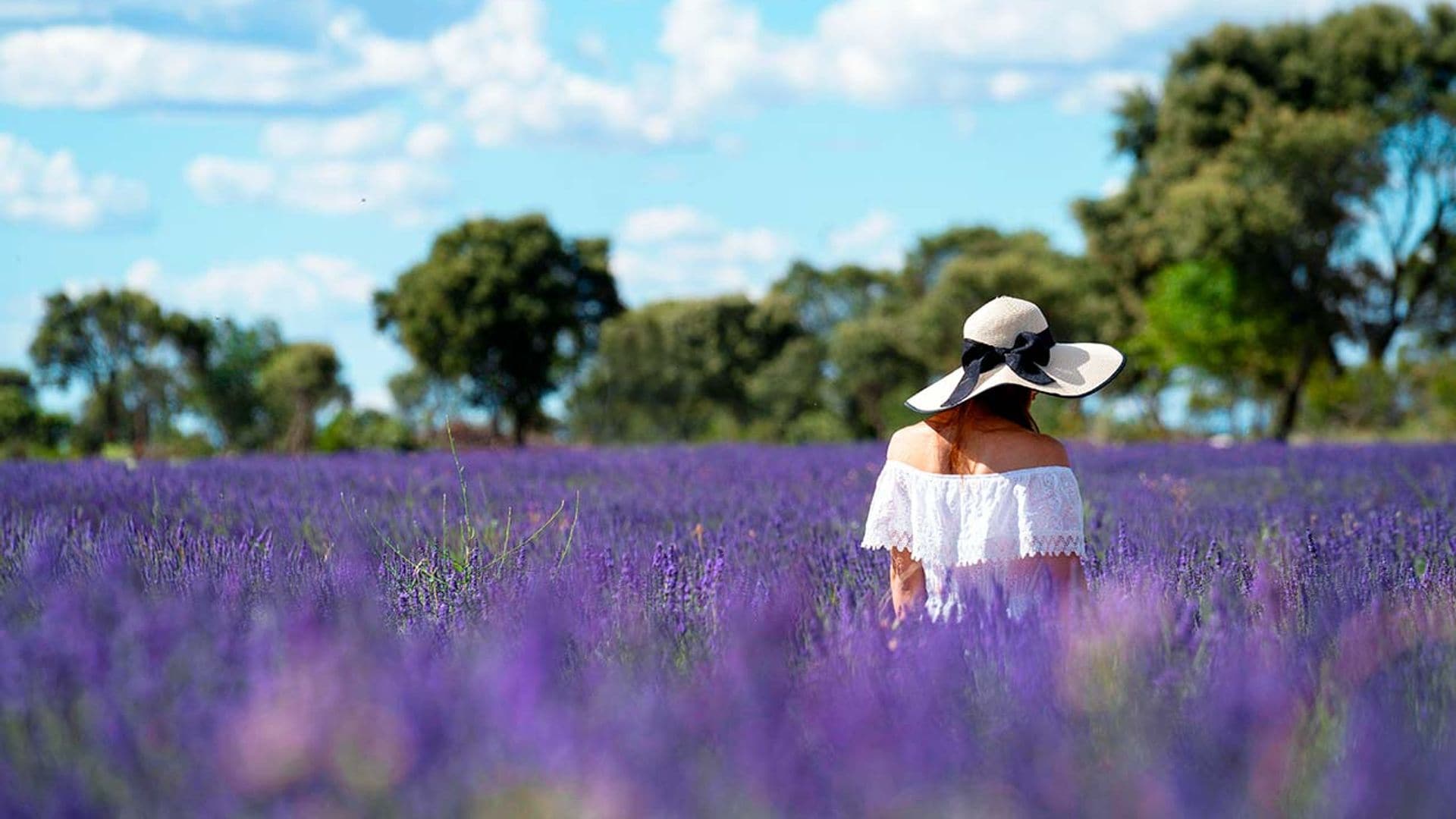 Ya huele a lavanda en Brihuega