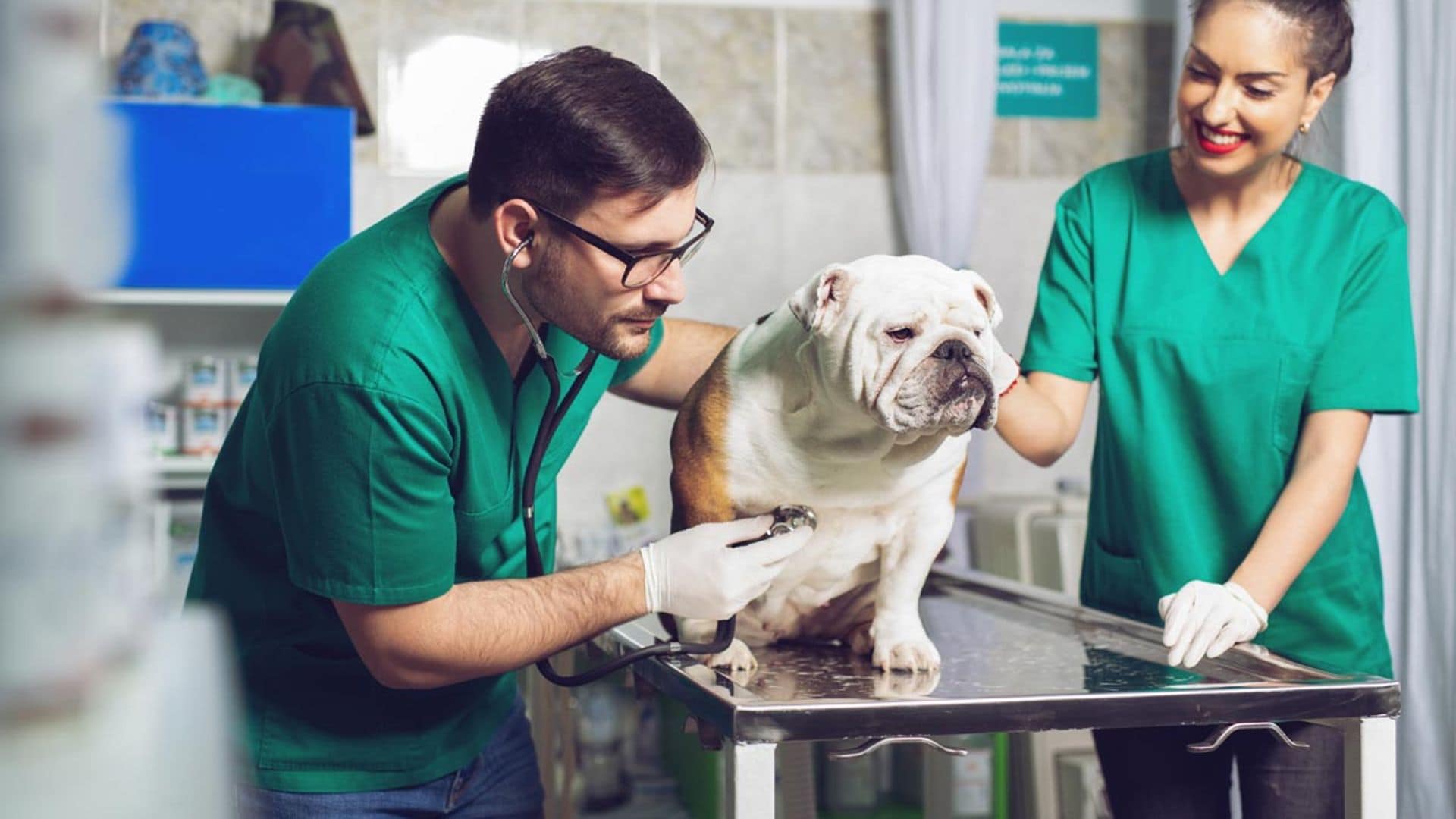 La importancia de detectar a tiempo las patologías cardiacas de tu perro