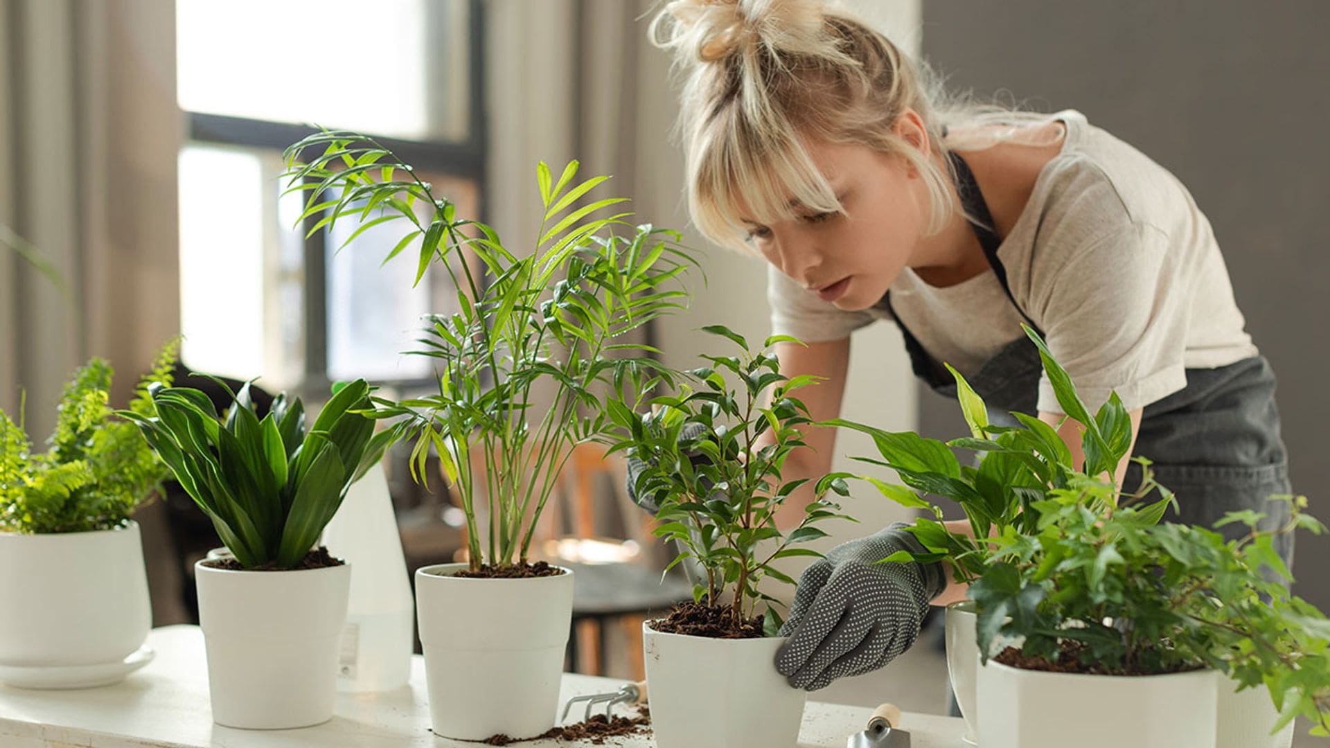 Los mejores consejos para trasplantar tus plantas sin que sufran por ello