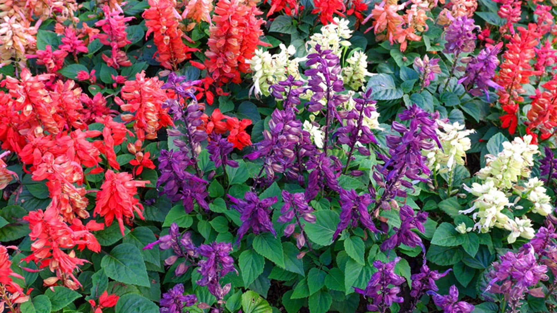 Salvia, una preciosa planta para inundar de colores tu jardín este verano