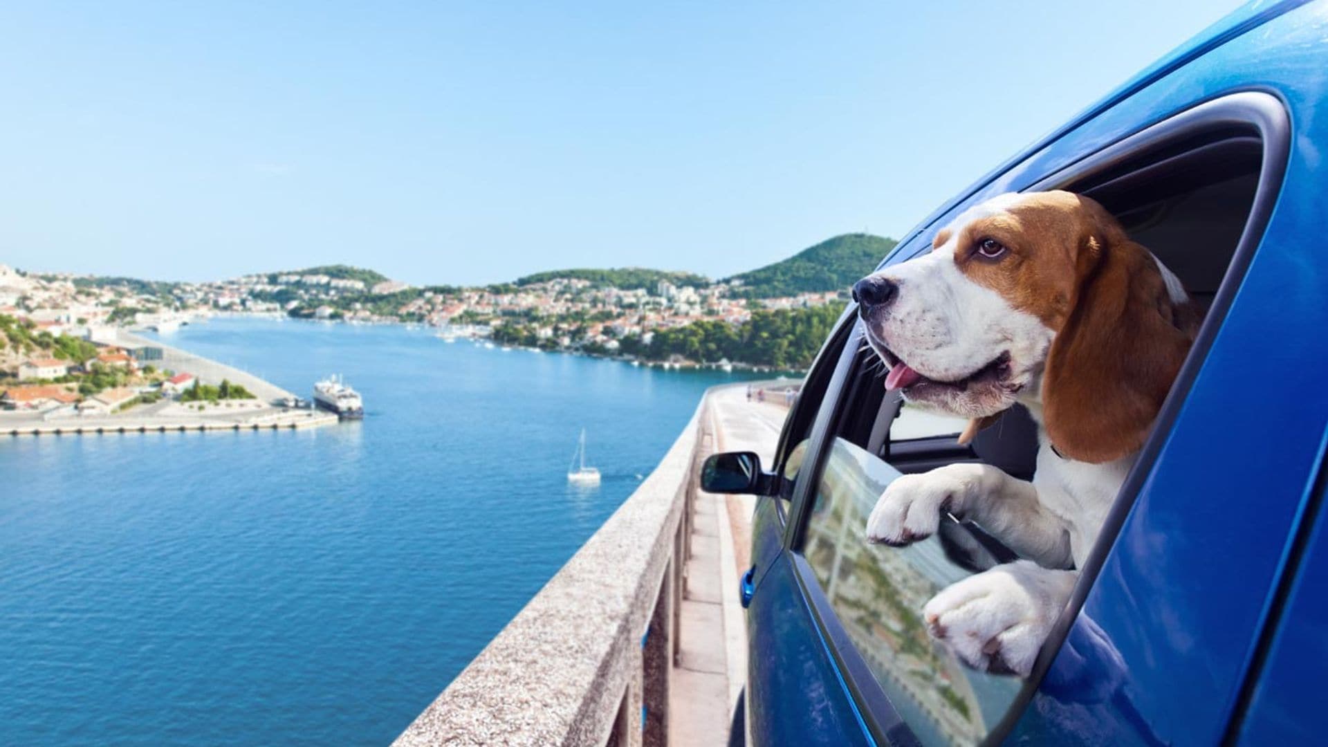 ¿Sabes cuál es el mejor destino turístico de España para viajar con perros?