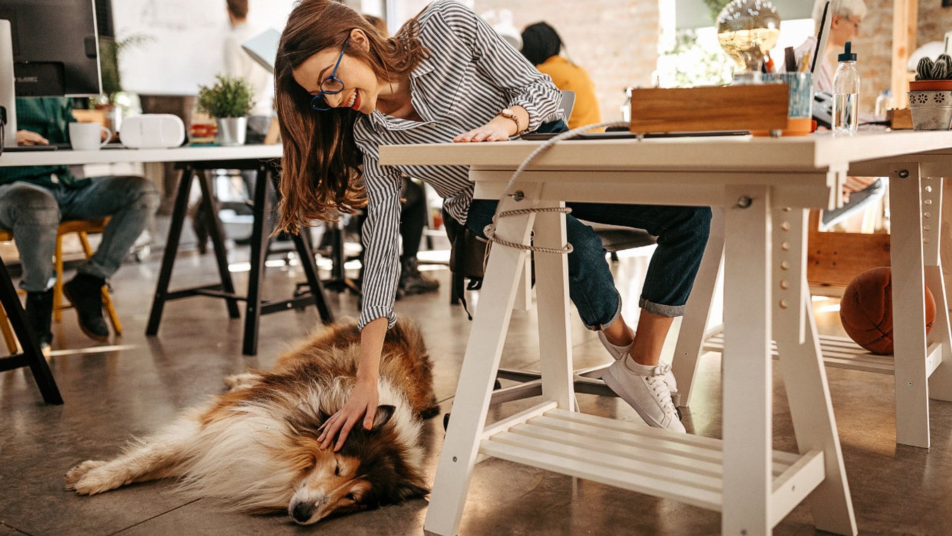 Oficinas 'petfriendly': ¿Qué beneficios puede tener llevarte la mascota al trabajo?