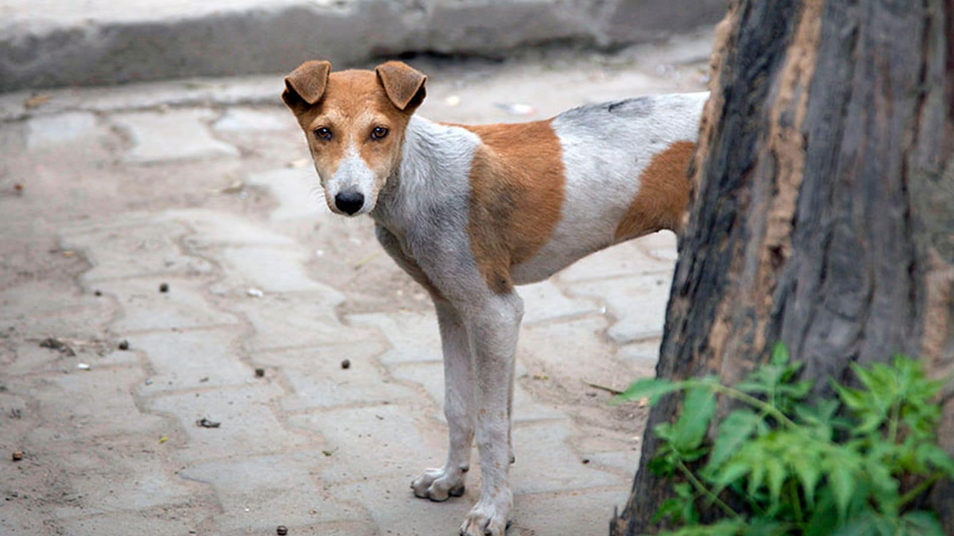 El 'milagro' del perro ciego y perdido que consiguió volver a casa gracias a las redes sociales