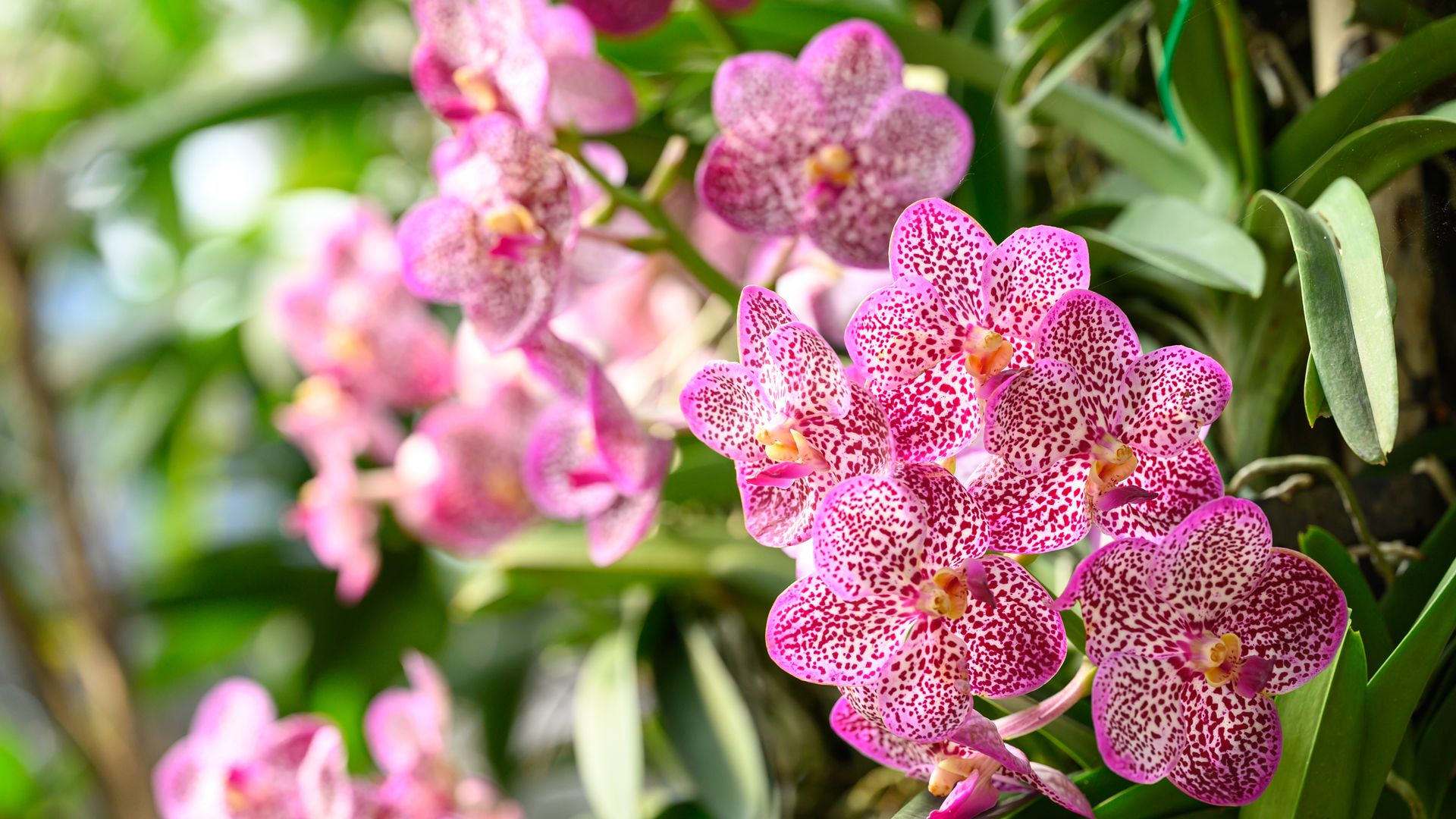 Cómo cuidar tu orquídea Vanda para que crezca feliz y florezca sin parar