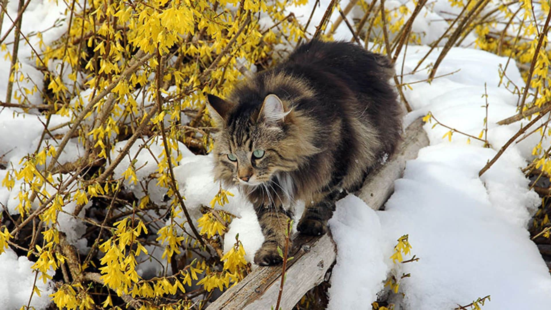 Esta es la insólita historia de un gatito congelado que resucitó tras ser rescatado de la nieve