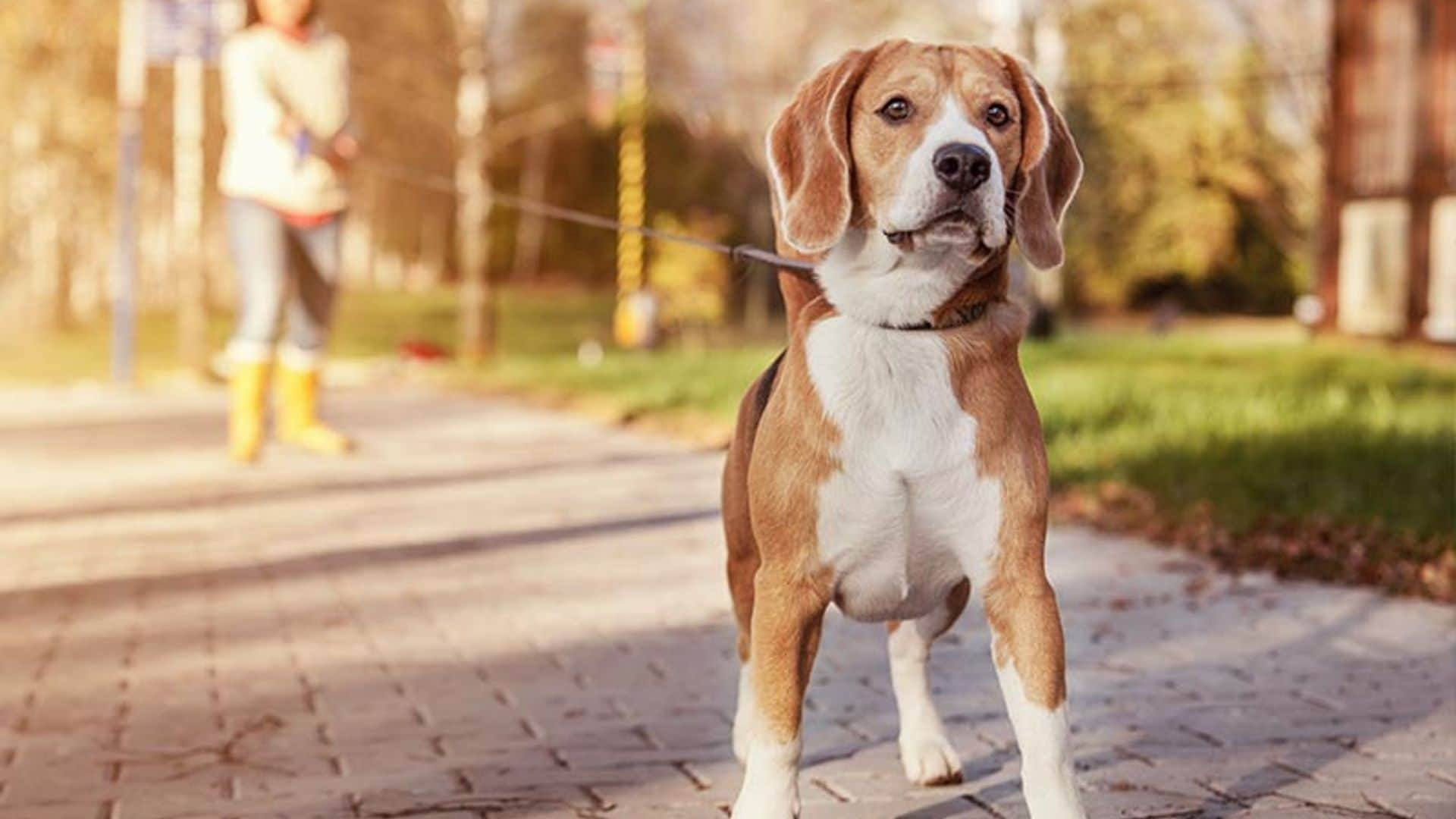 Las cosas que no sabías del beagle