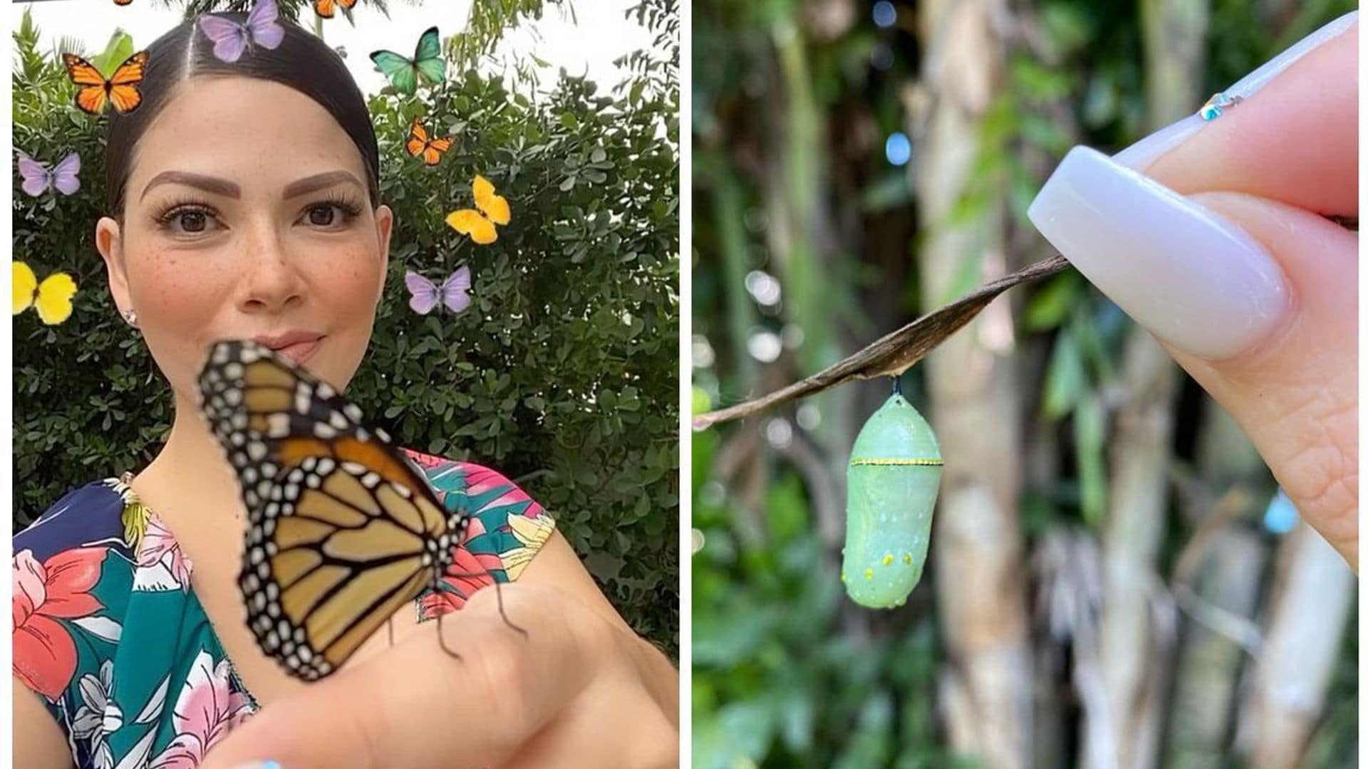 Ana Patricia Gámez llena su casa de mariposas con este lindo pasatiempo