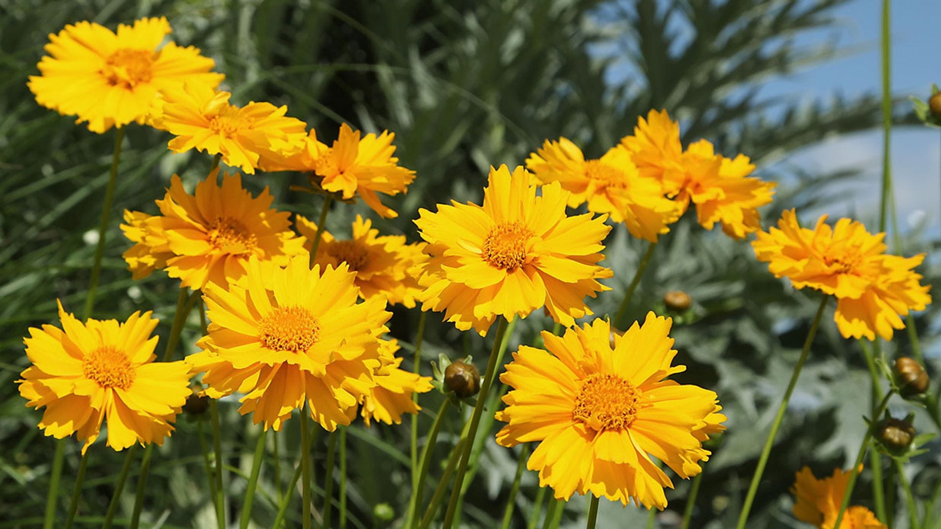 Aprende a cultivar coreopsis y llena tu jardín de color esta primavera